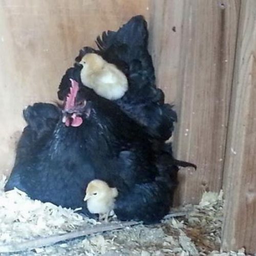 How To Trick A Broody Hen